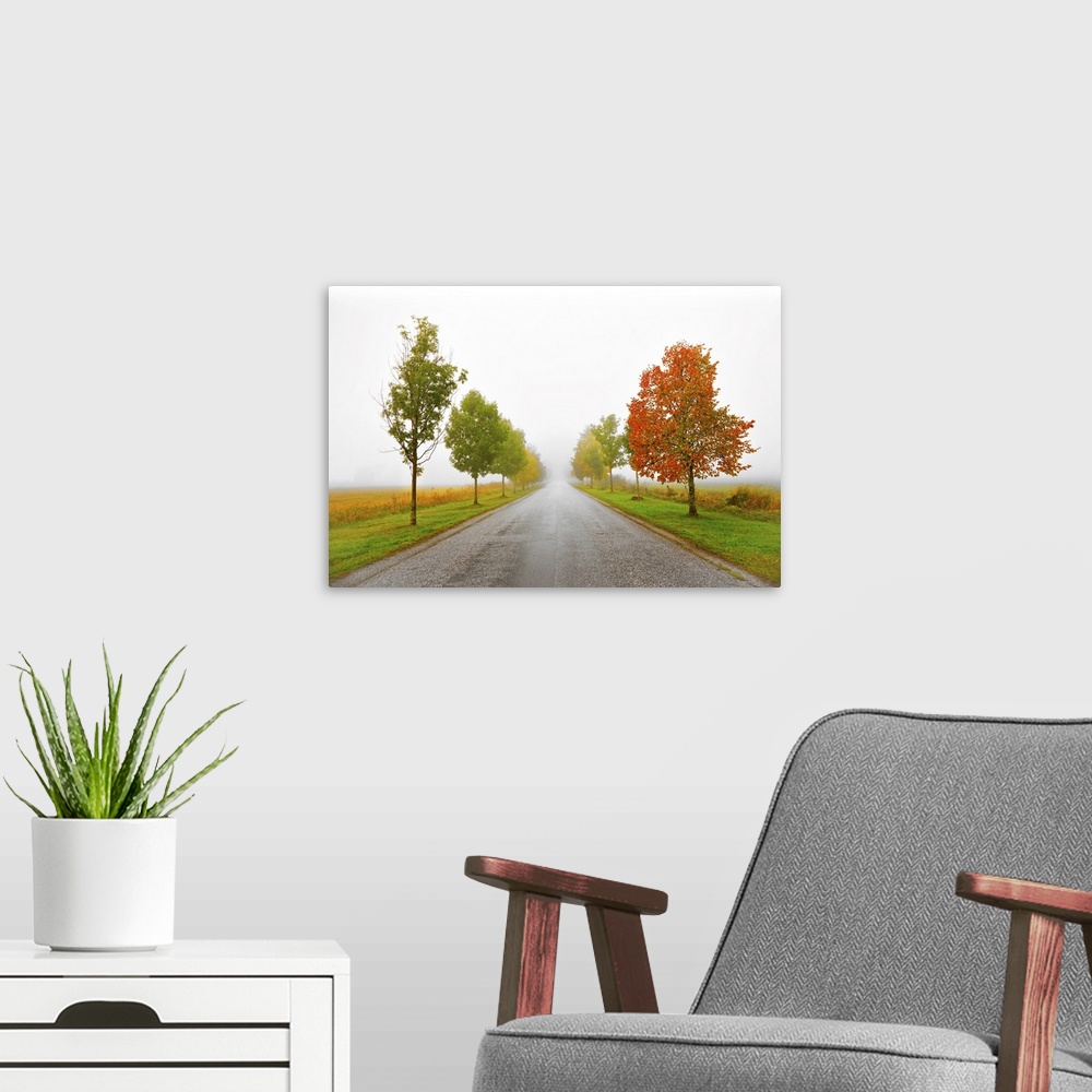 A modern room featuring Asphalt country road with avenue of trees in autumn colors on a foggy morning.