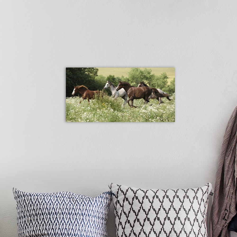 A bohemian room featuring Batch of horses running in a flowered scene during spring.