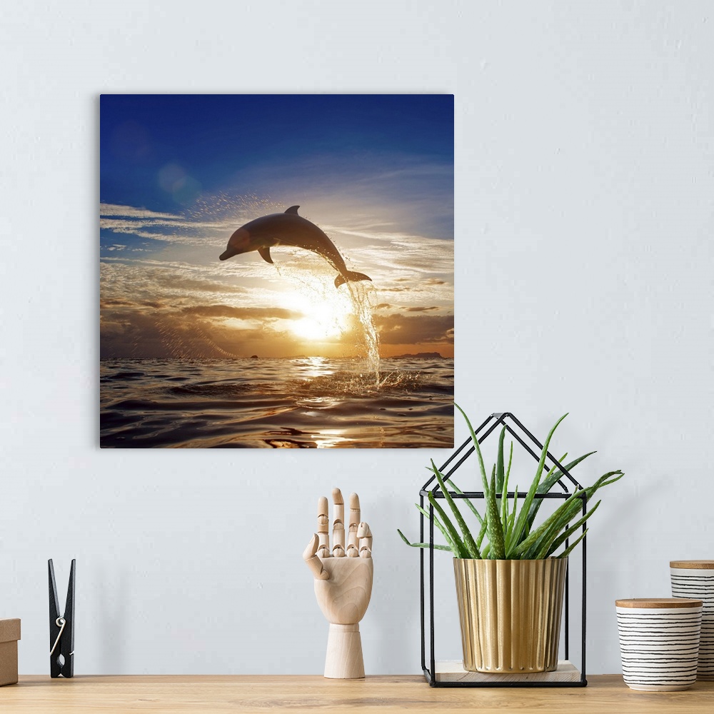 A bohemian room featuring Beautiful dolphin leaping from shining sunset sea water surface.