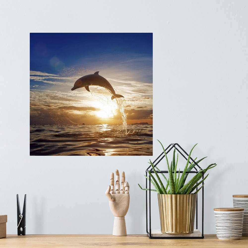 A bohemian room featuring Beautiful dolphin leaping from shining sunset sea water surface.