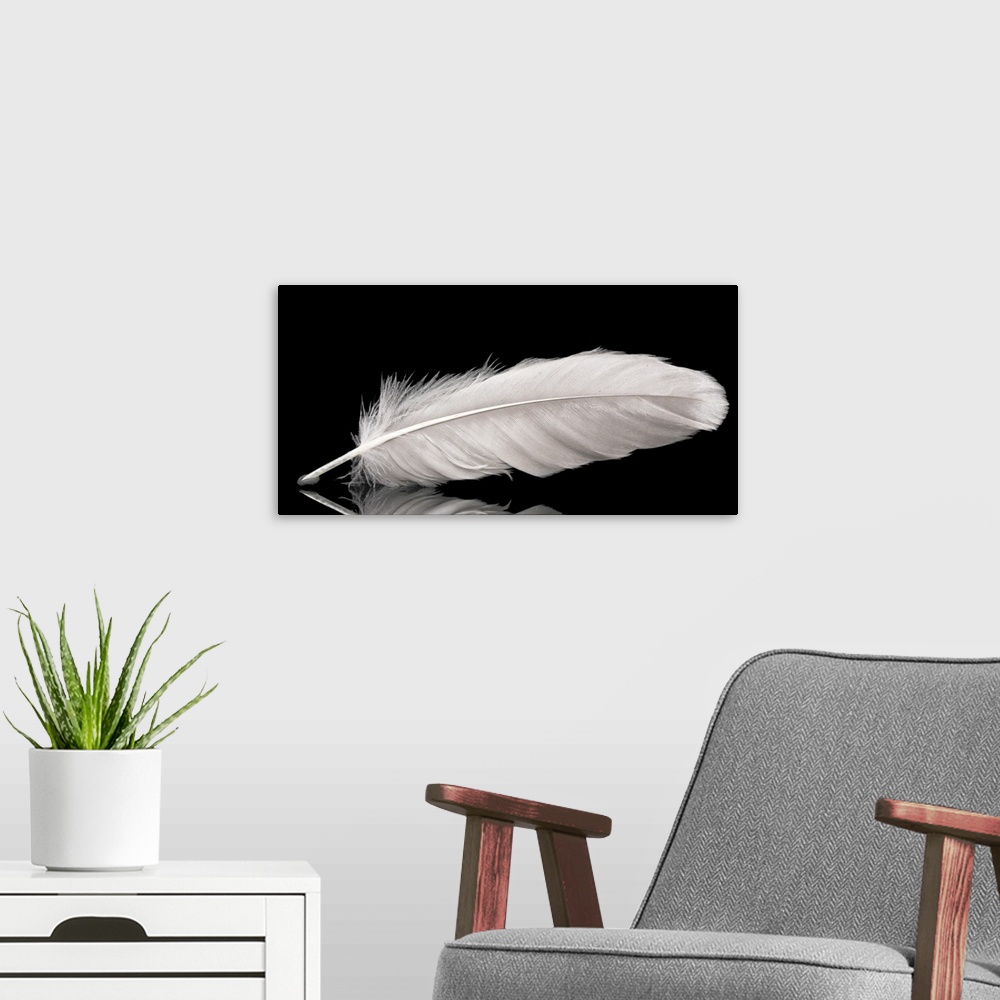 A modern room featuring Beautiful feather on black background
