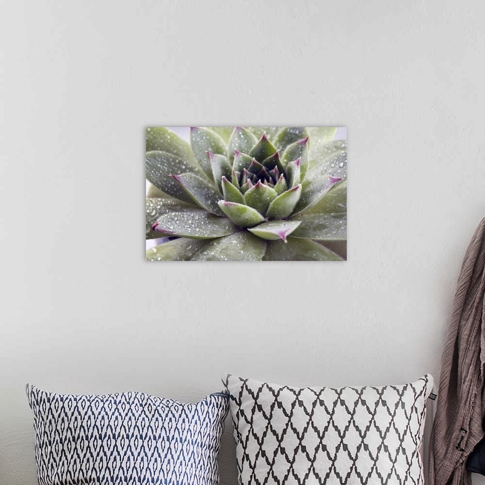 A bohemian room featuring Beautiful succulent plant with water drops close up.