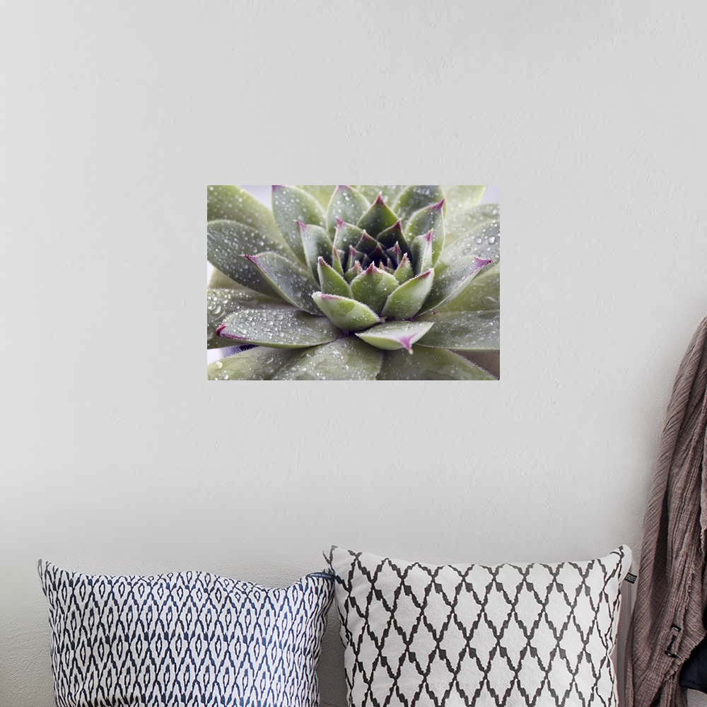 A bohemian room featuring Beautiful succulent plant with water drops close up.