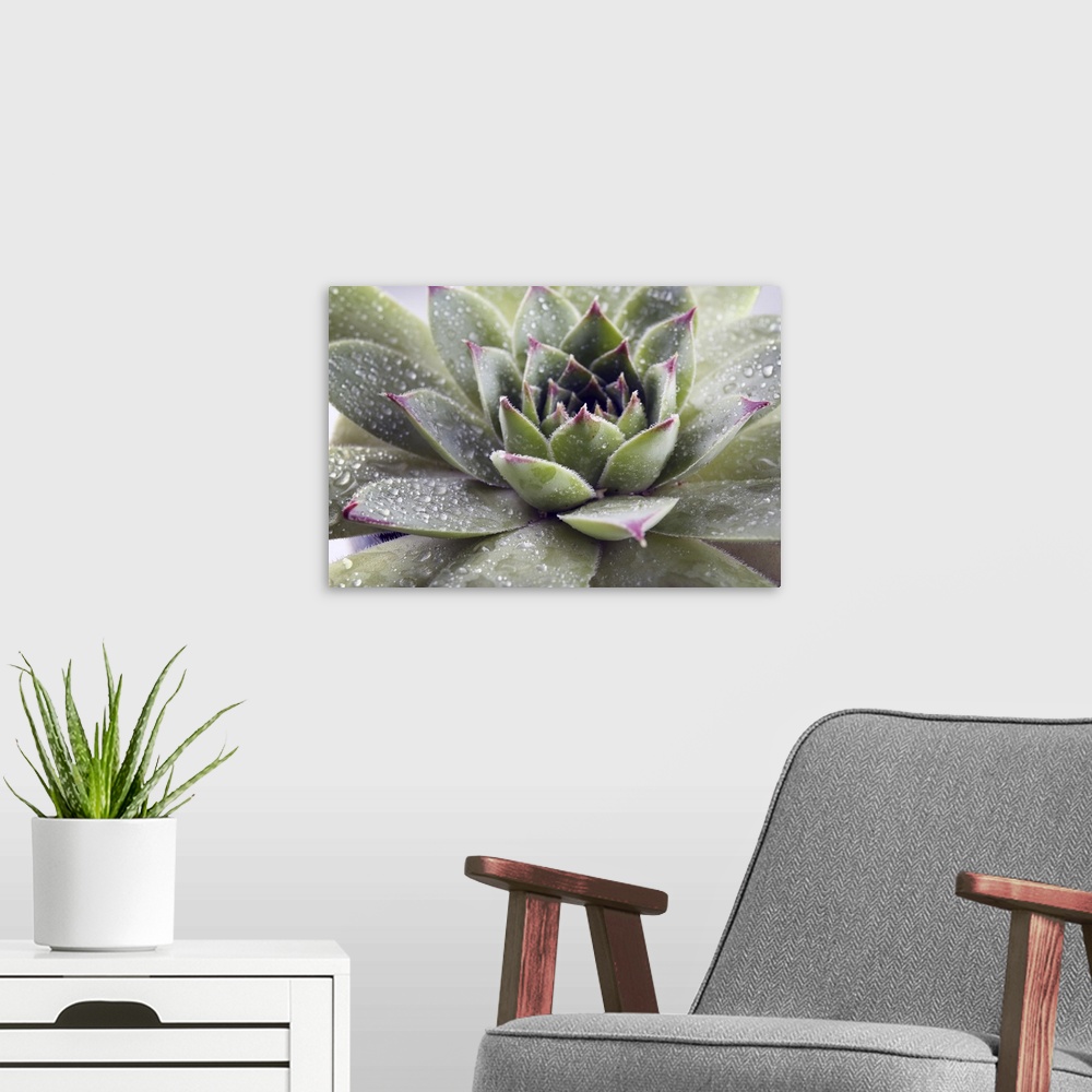 A modern room featuring Beautiful succulent plant with water drops close up.