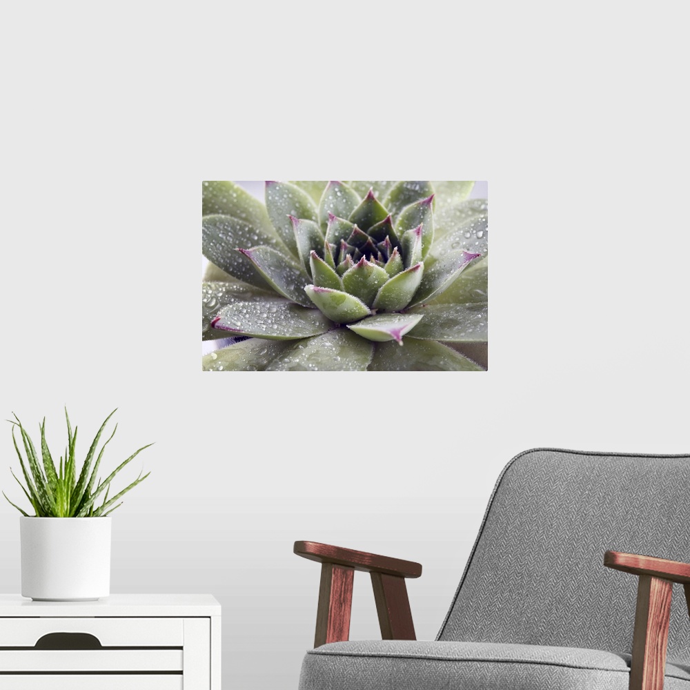 A modern room featuring Beautiful succulent plant with water drops close up.