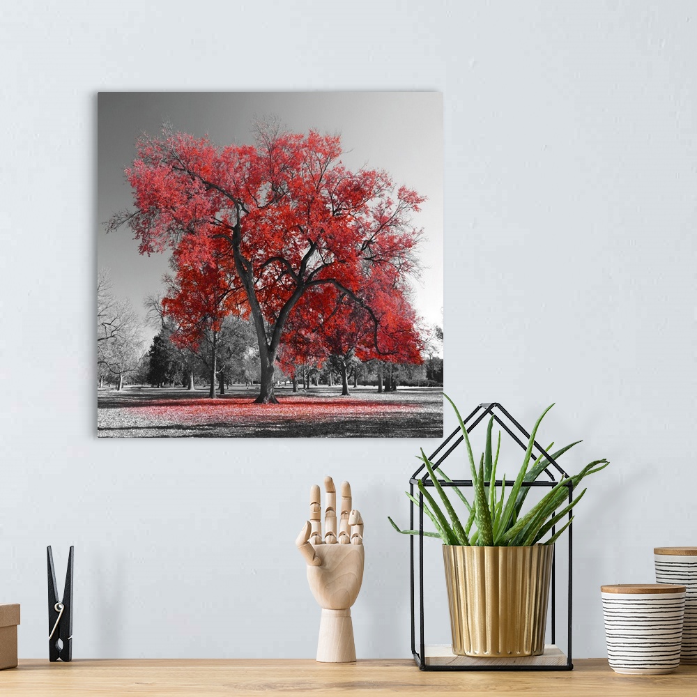 A bohemian room featuring Big red tree in a black and white landscape.
