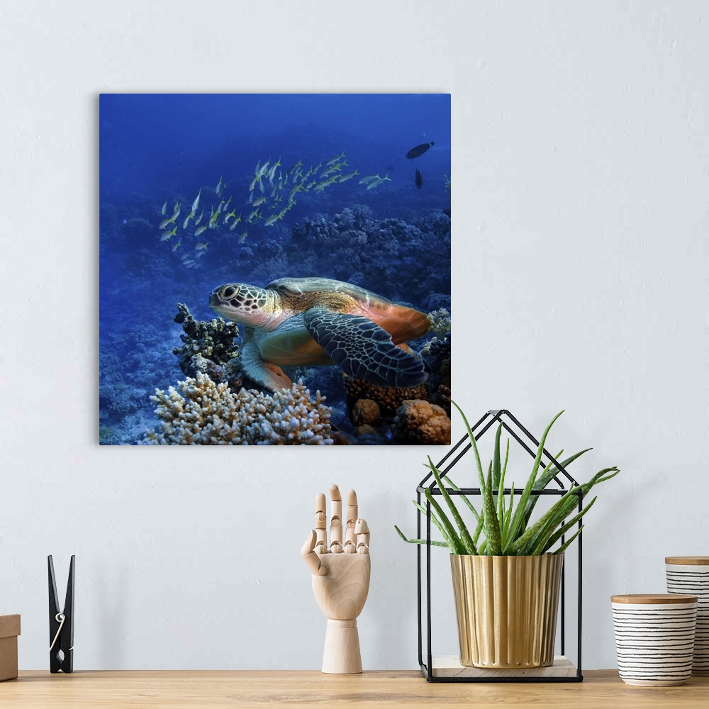 A bohemian room featuring Big sea turtle sitting on colorful coral reef.