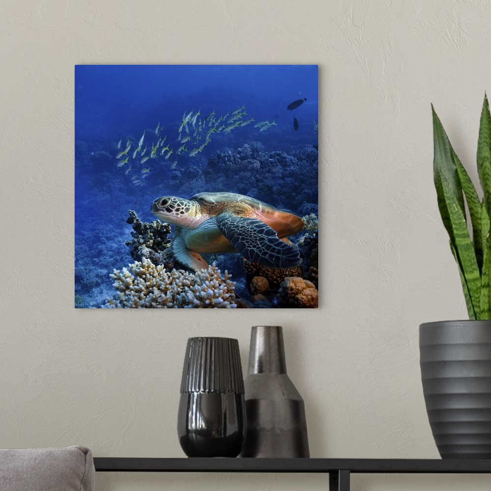 A modern room featuring Big sea turtle sitting on colorful coral reef.