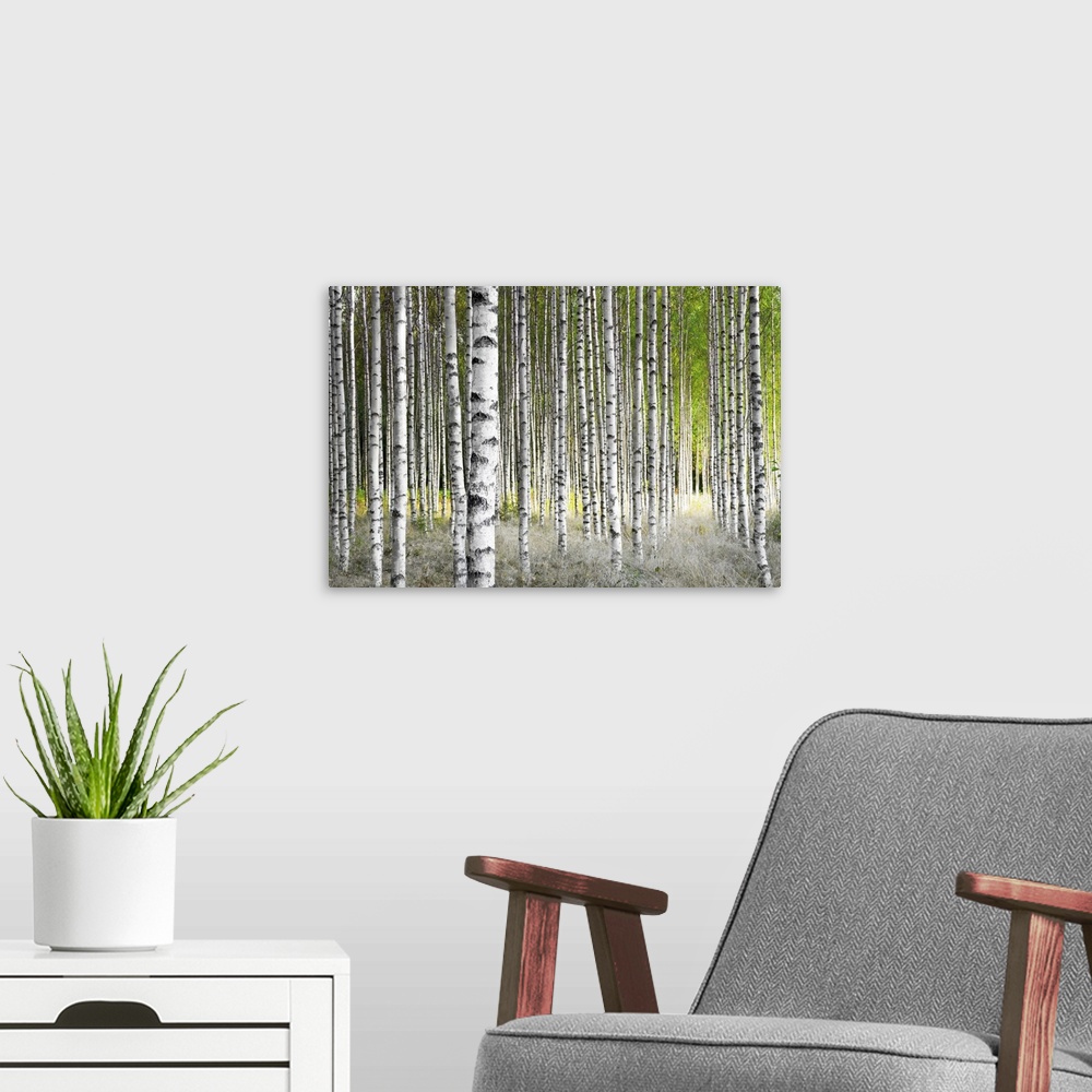 A modern room featuring Birch trees in bright sunshine in late summer.