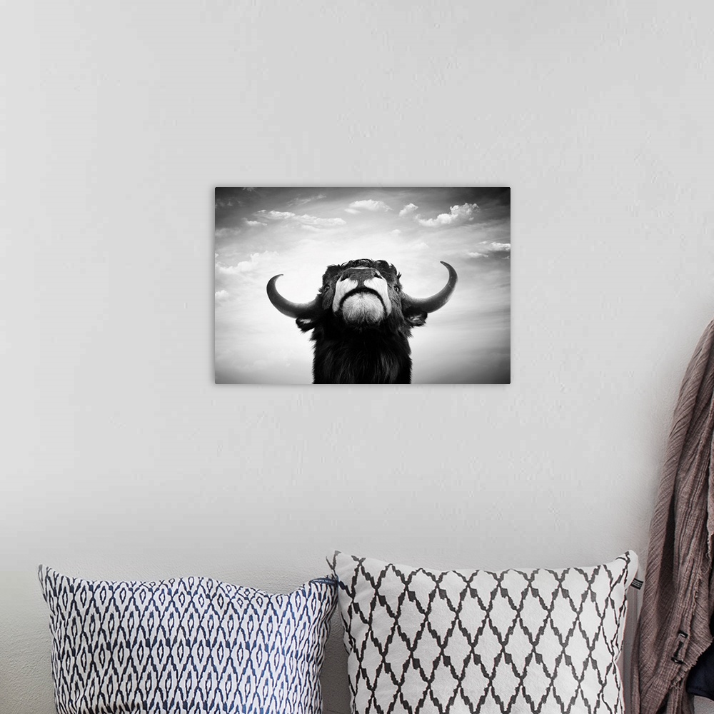 A bohemian room featuring Black and white impudent bull portrait.