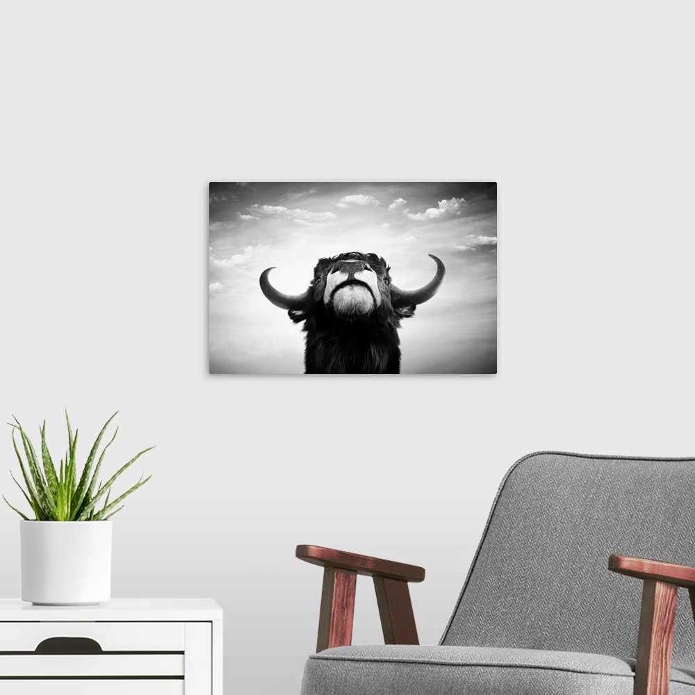 A modern room featuring Black and white impudent bull portrait.
