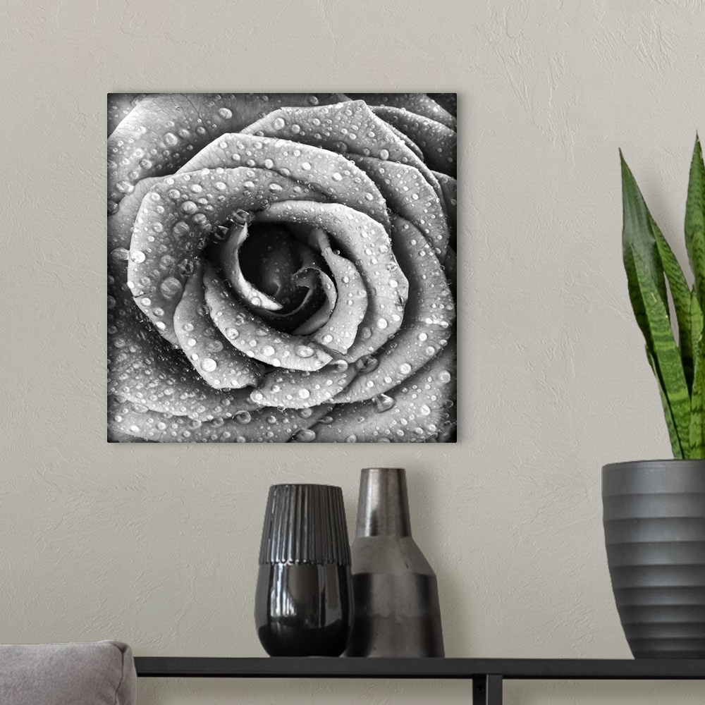 A modern room featuring Black And White Rose