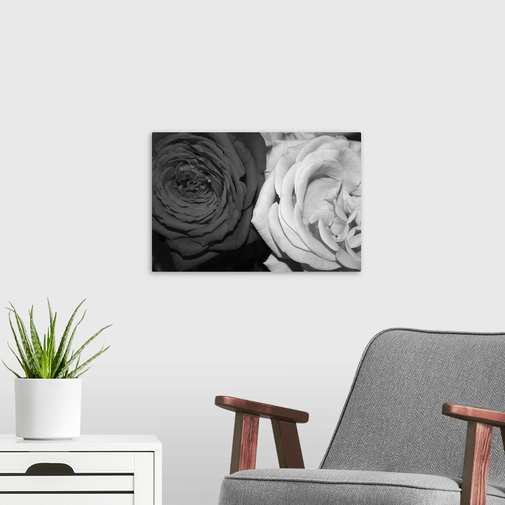 A modern room featuring Black And White Roses