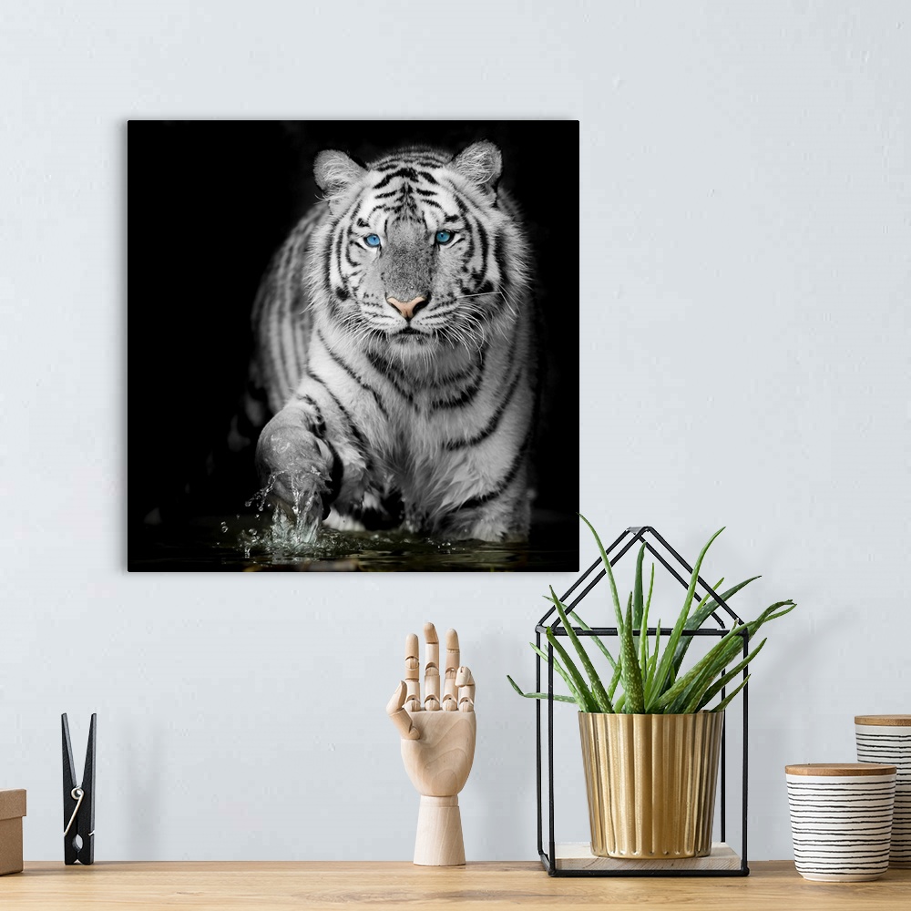 A bohemian room featuring Black & white tiger.