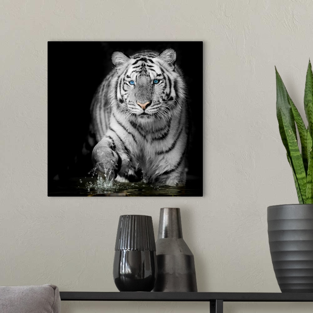 A modern room featuring Black & white tiger.