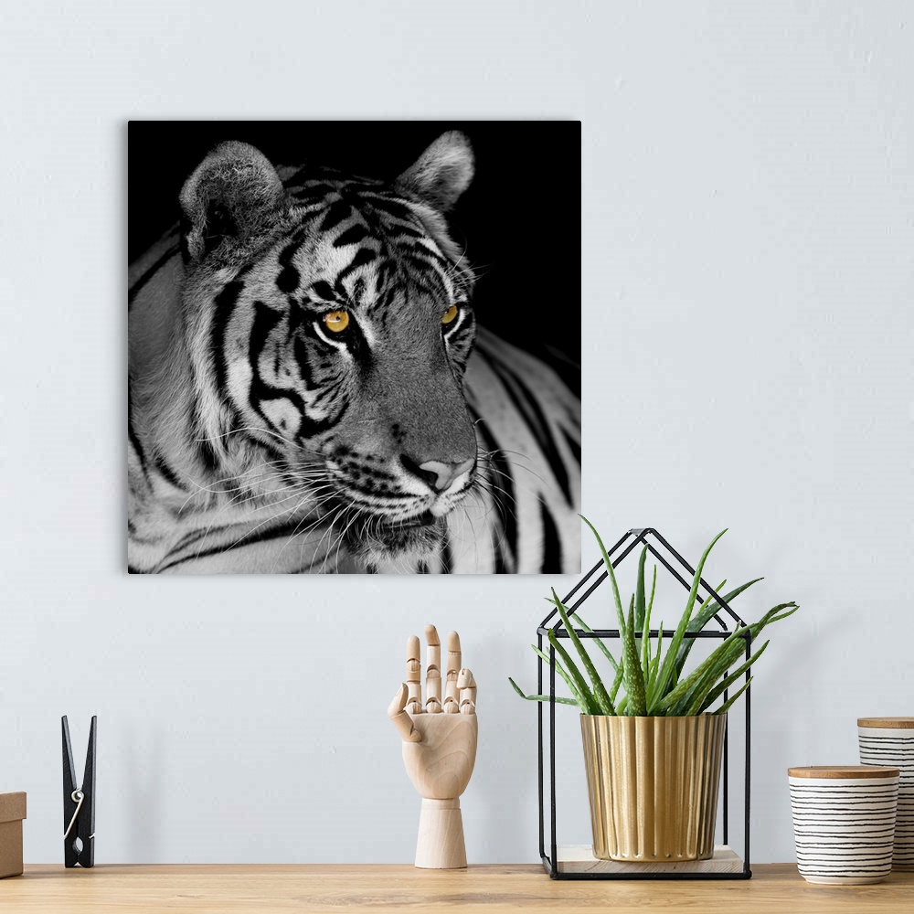 A bohemian room featuring Black and white tiger.