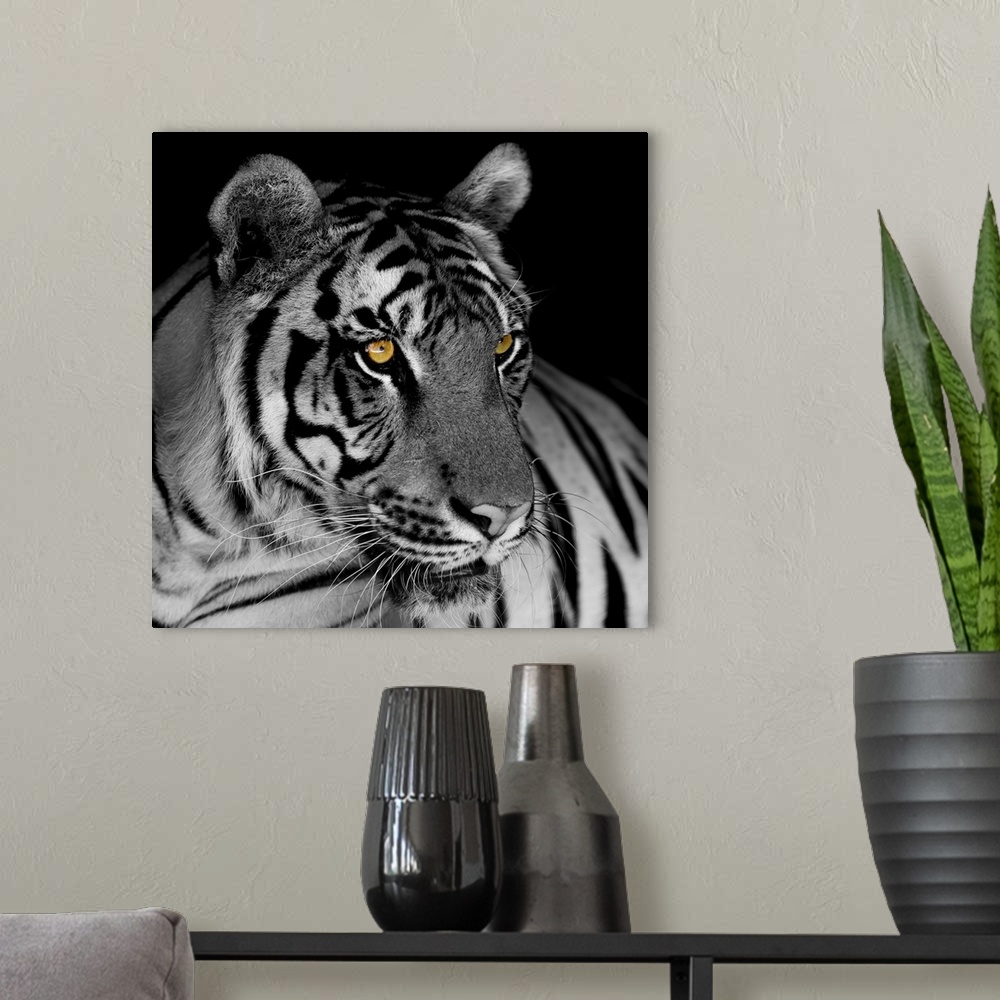 A modern room featuring Black and white tiger.