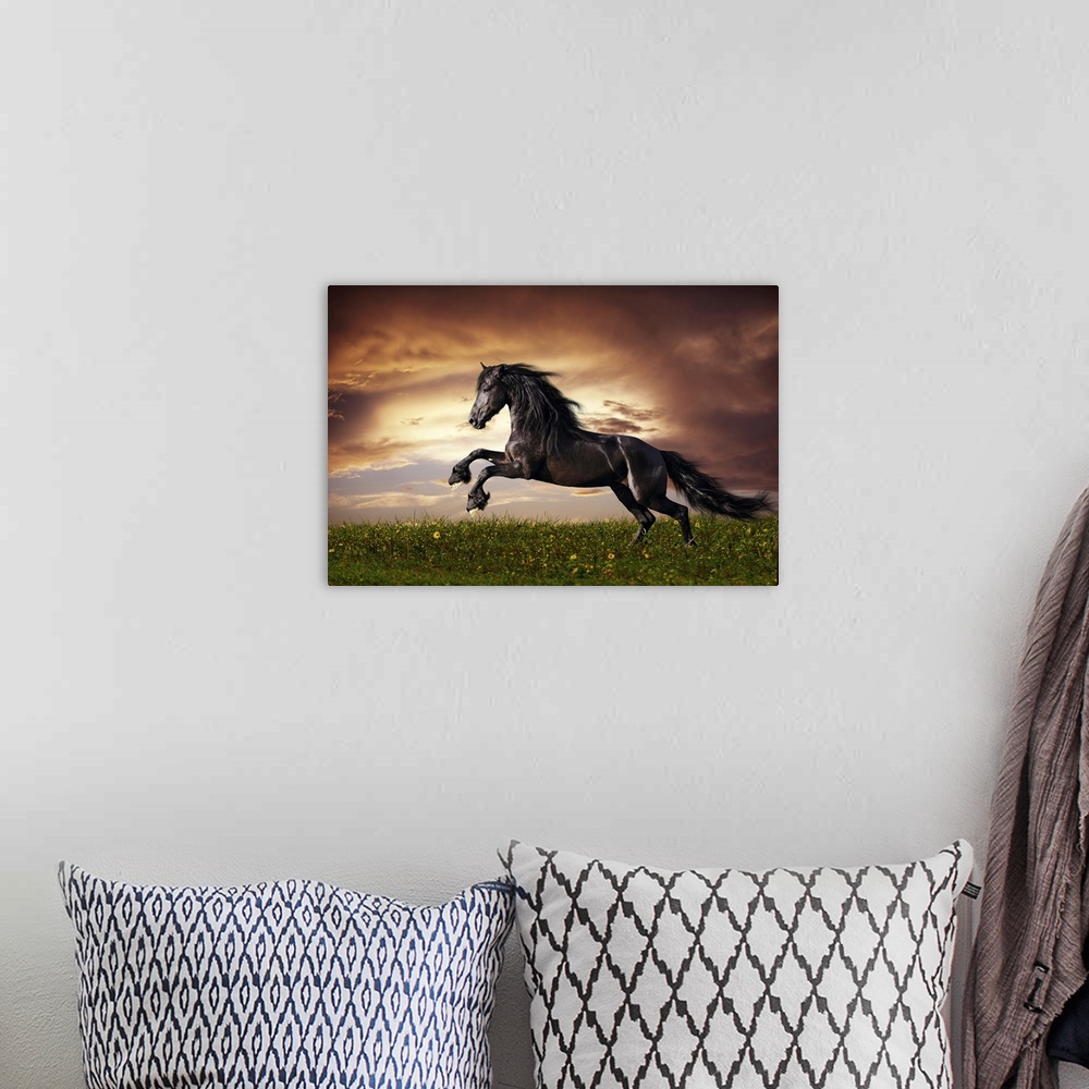 A bohemian room featuring Beautiful black Friesian stallion running on a field at sunset.