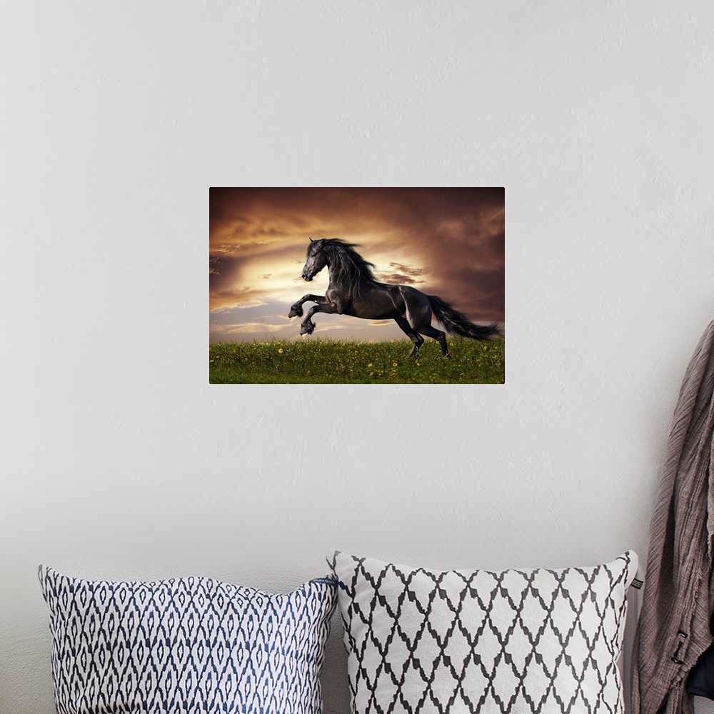 A bohemian room featuring Beautiful black Friesian stallion running on a field at sunset.