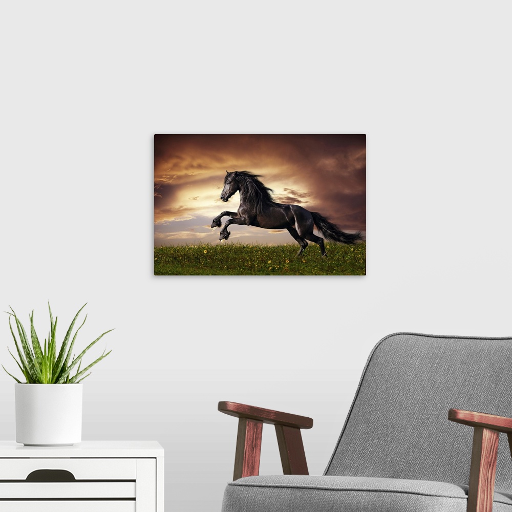 A modern room featuring Beautiful black Friesian stallion running on a field at sunset.