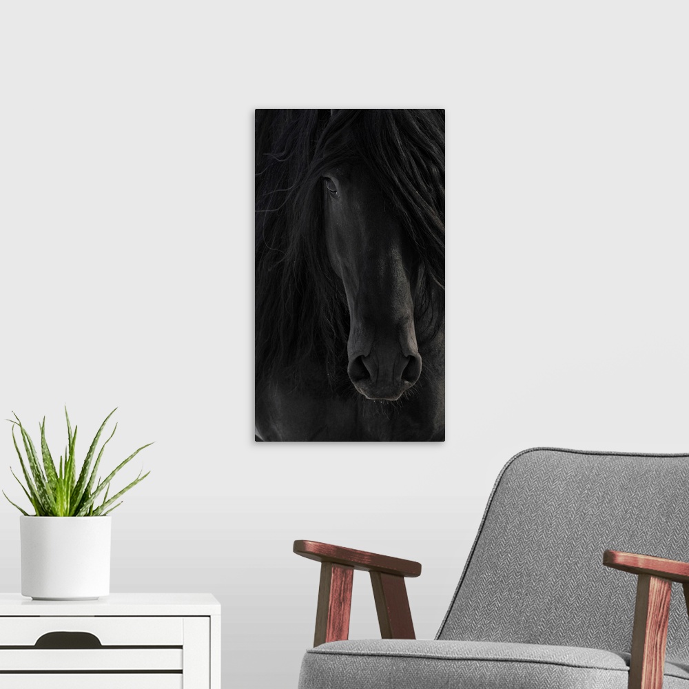 A modern room featuring Black Friesian horse portrait close up.