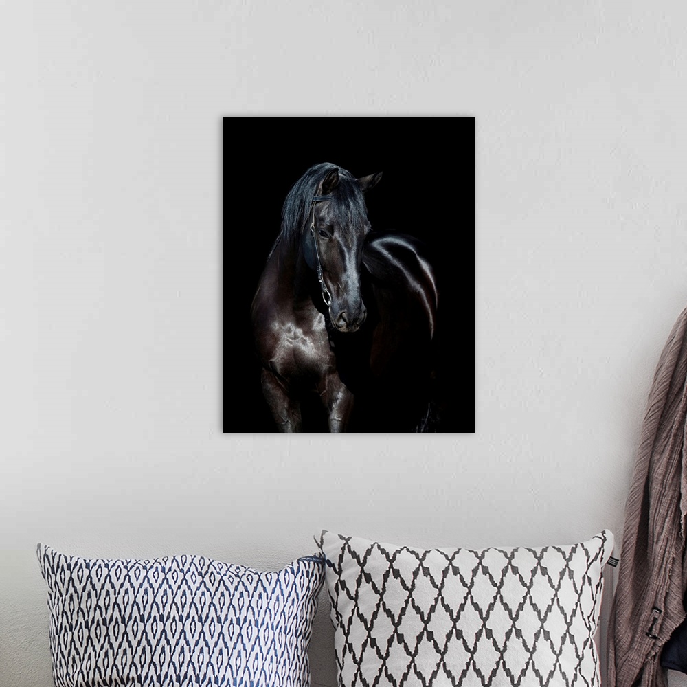 A bohemian room featuring Black horse portrait isolated on black, Ukrainian horse.