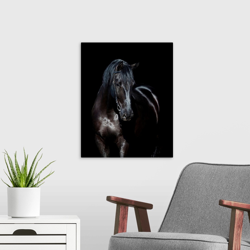 A modern room featuring Black horse portrait isolated on black, Ukrainian horse.