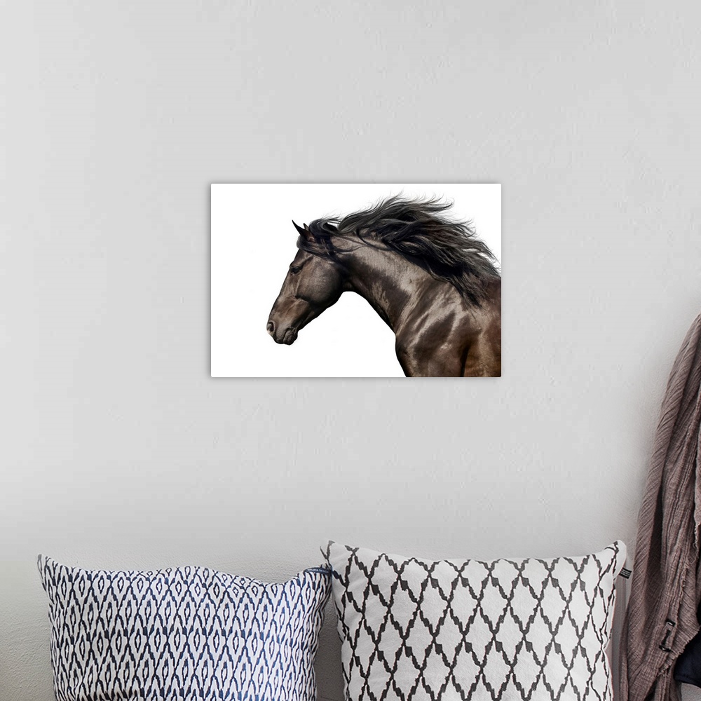 A bohemian room featuring Black Horse On White
