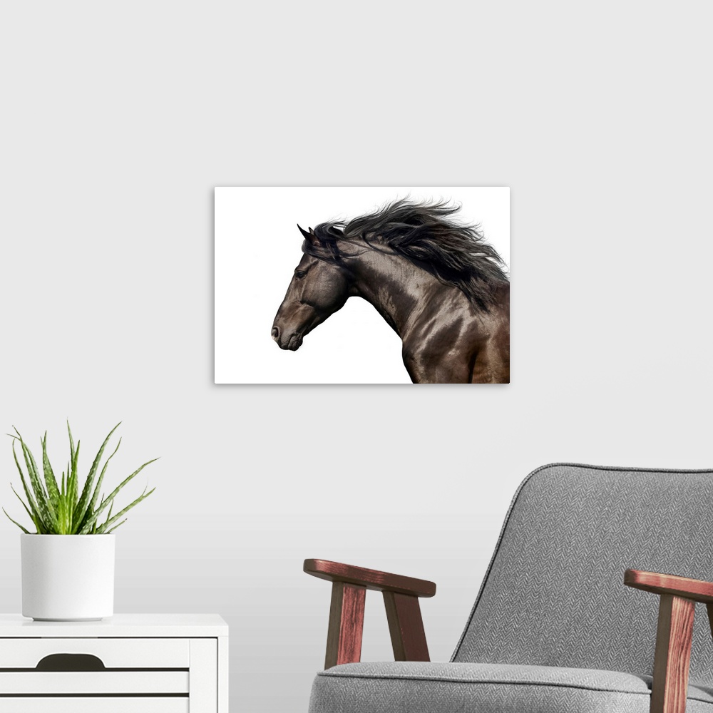 A modern room featuring Black Horse On White