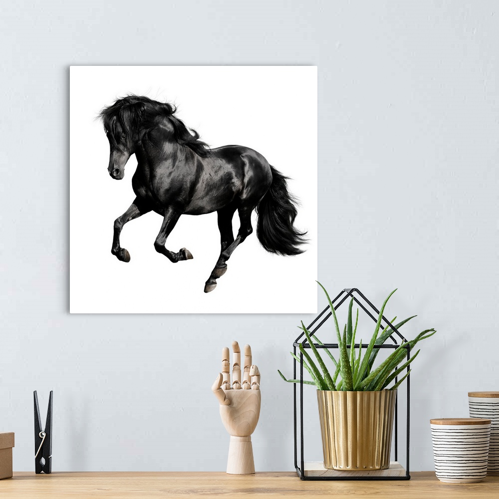 A bohemian room featuring Black horse galloping isolated on white background.