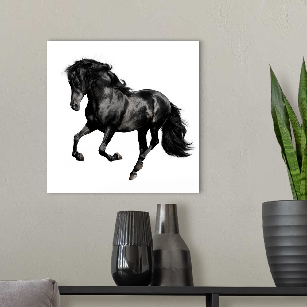 A modern room featuring Black horse galloping isolated on white background.