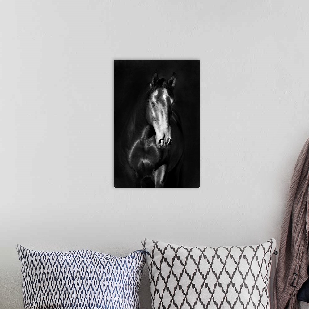 A bohemian room featuring Black kladruby horse portrait on a dark background.