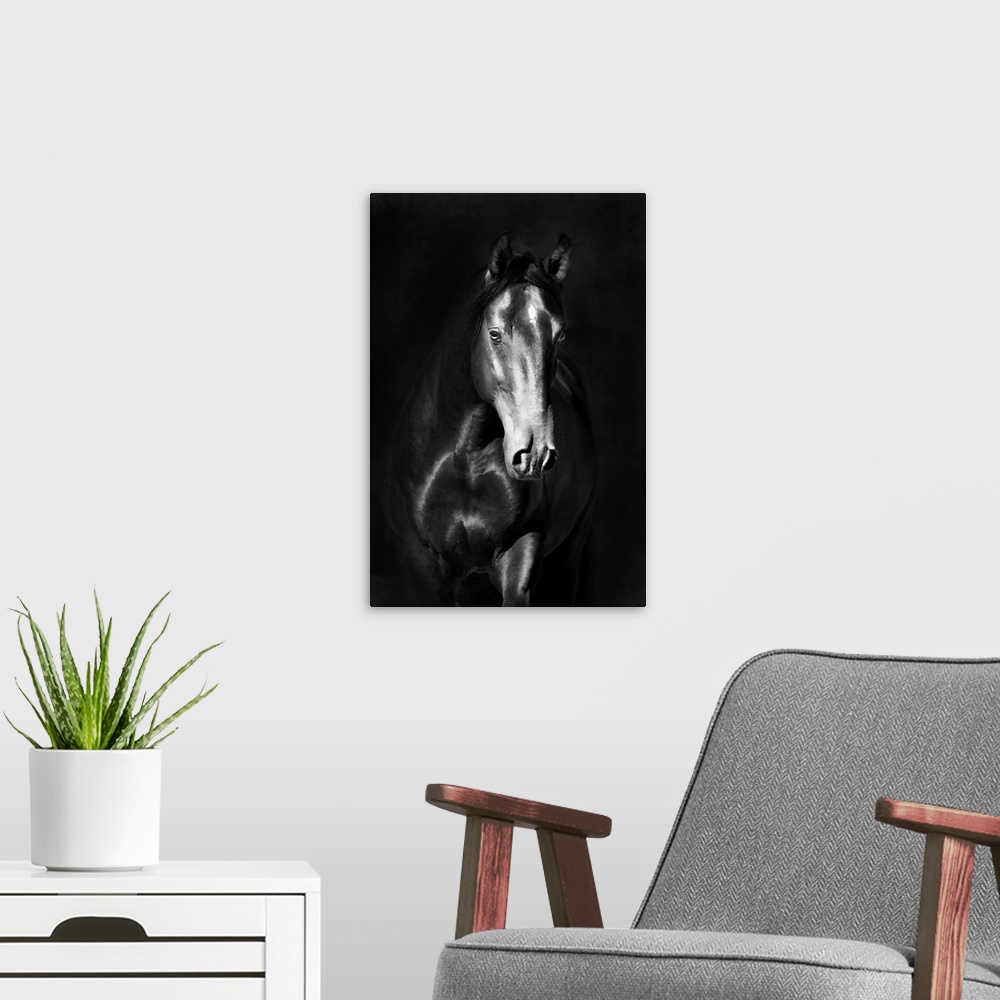 A modern room featuring Black kladruby horse portrait on a dark background.