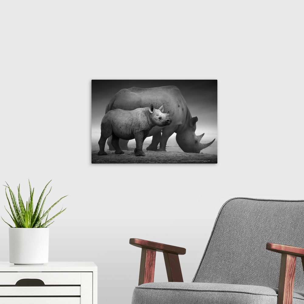 A modern room featuring Black rhinoceros calf (Diceros Bicornis) standing with cow at a waterhole. Etosha national park (...