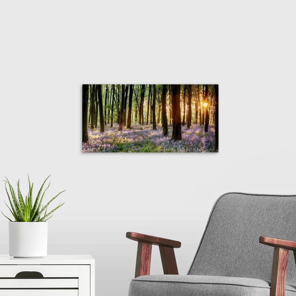 A modern room featuring Bluebell woods in early morning sunrise.