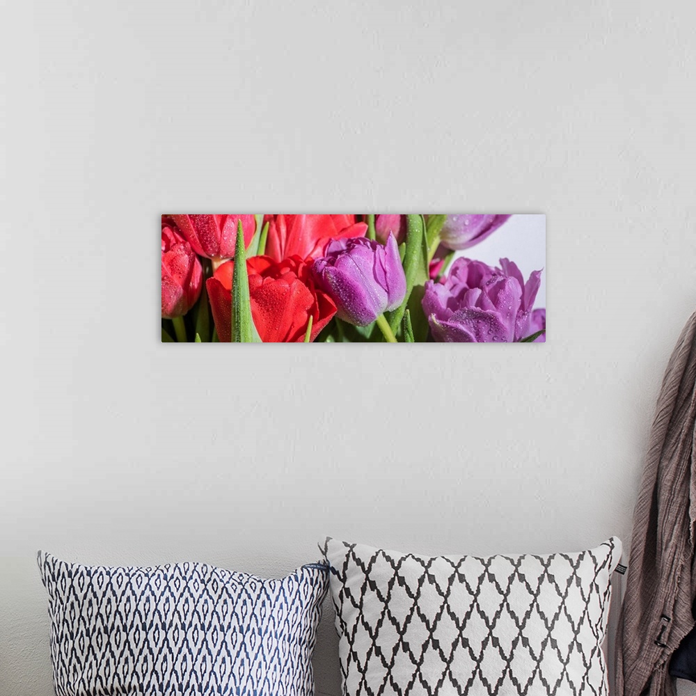 A bohemian room featuring Panoramic shot of a bouquet of colorful spring tulips with water drops on white background.