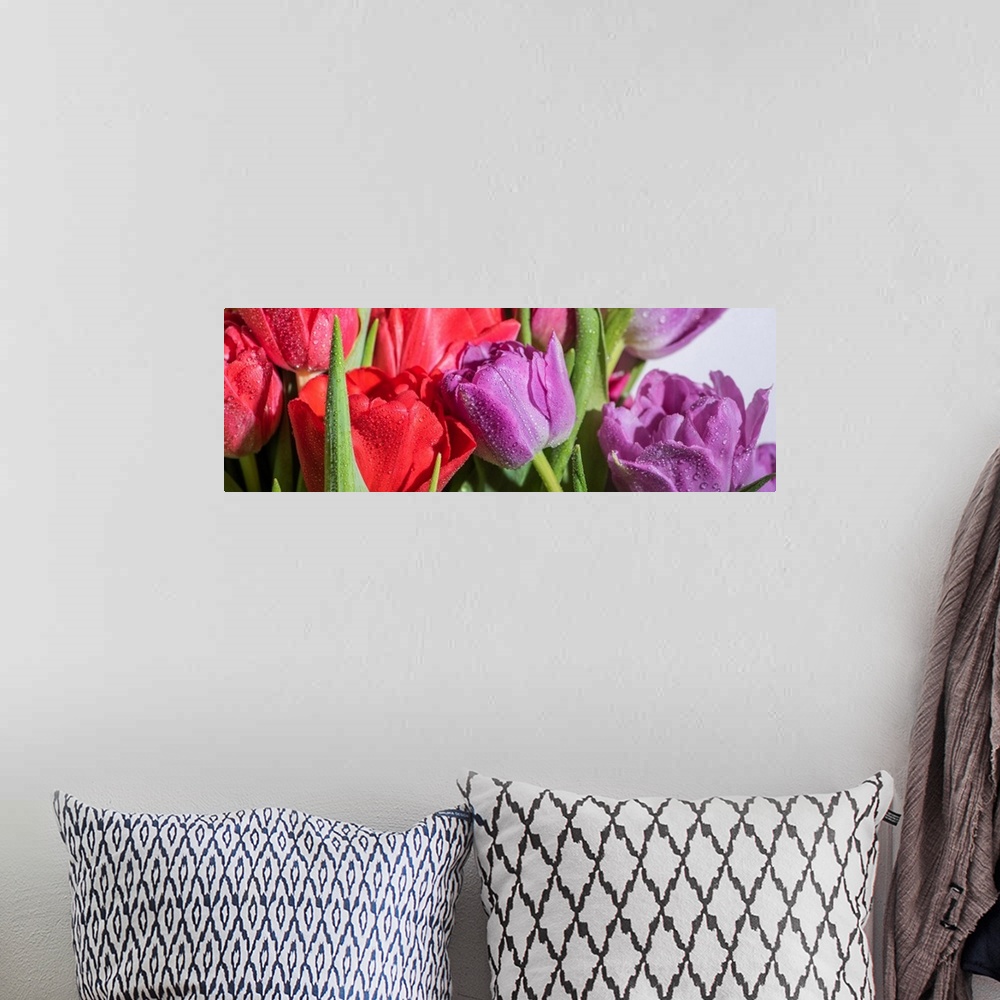 A bohemian room featuring Panoramic shot of a bouquet of colorful spring tulips with water drops on white background.