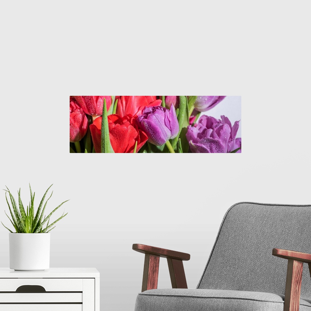 A modern room featuring Panoramic shot of a bouquet of colorful spring tulips with water drops on white background.