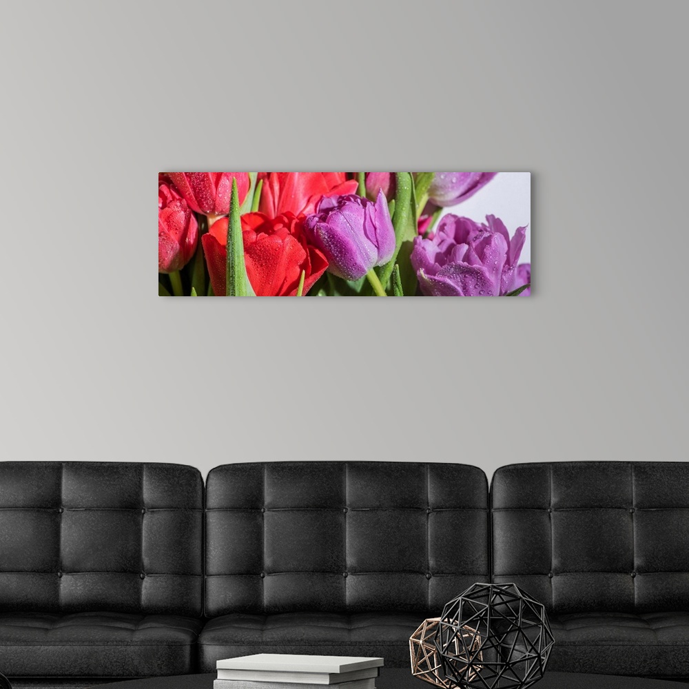 A modern room featuring Panoramic shot of a bouquet of colorful spring tulips with water drops on white background.