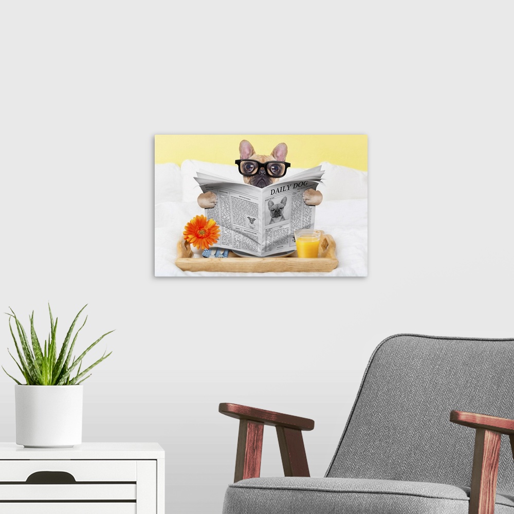 A modern room featuring French bulldog dog having nice breakfast or lunch in bed, reading the newspaper.