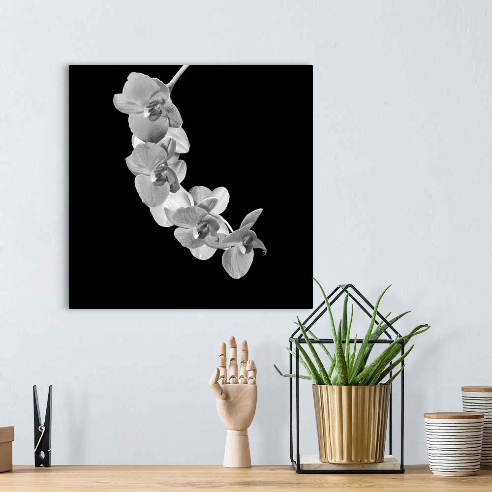 A bohemian room featuring Bright high key monochrome white orchid blossom branch macro on black background in vintage paint...