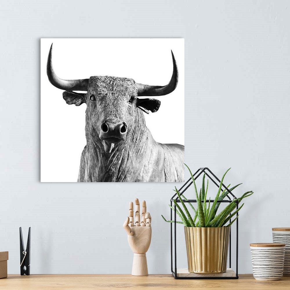 A bohemian room featuring A bull on a white background.