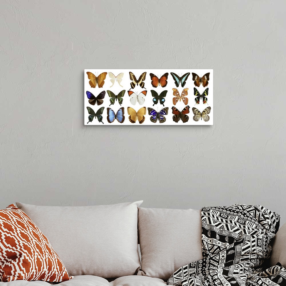 A bohemian room featuring Butterfly collection with varied colorful butterfly rows isolated on white.