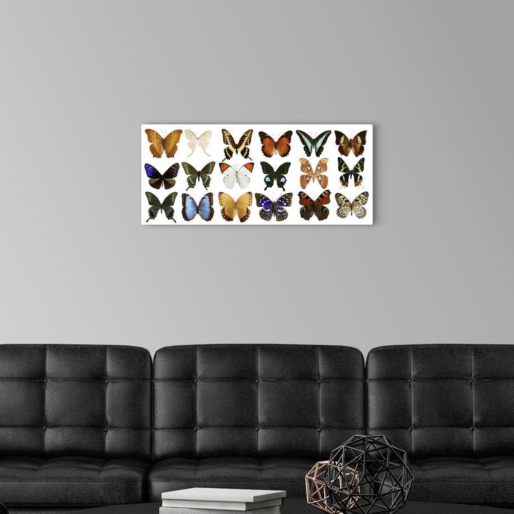 A modern room featuring Butterfly collection with varied colorful butterfly rows isolated on white.