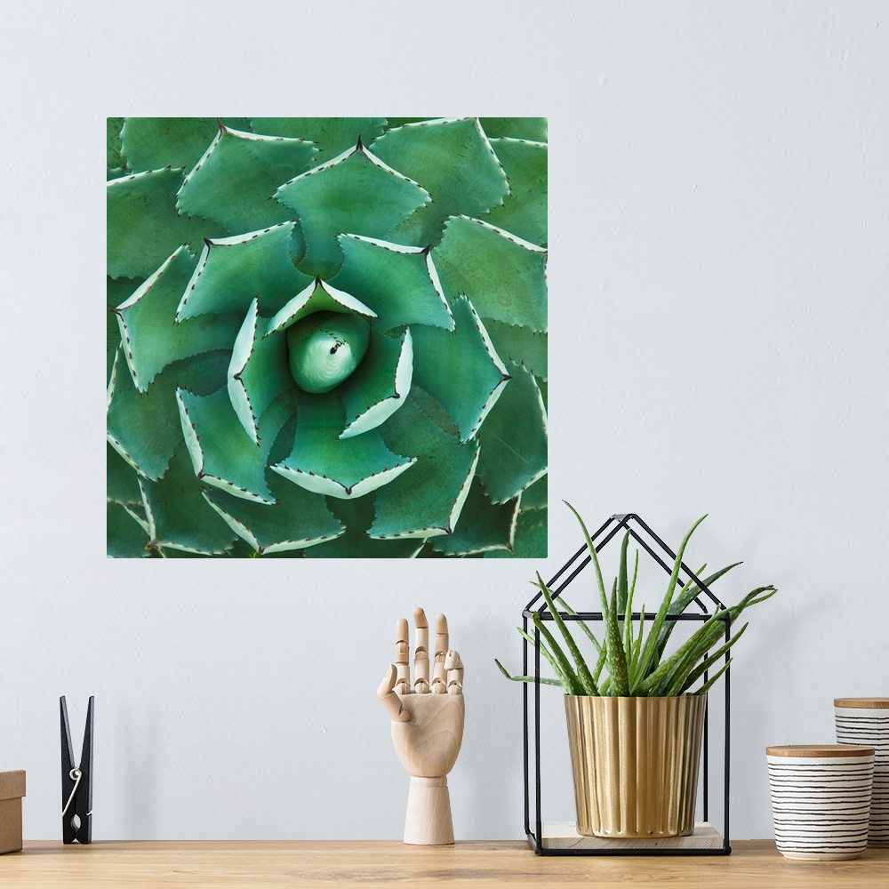 A bohemian room featuring Cactus