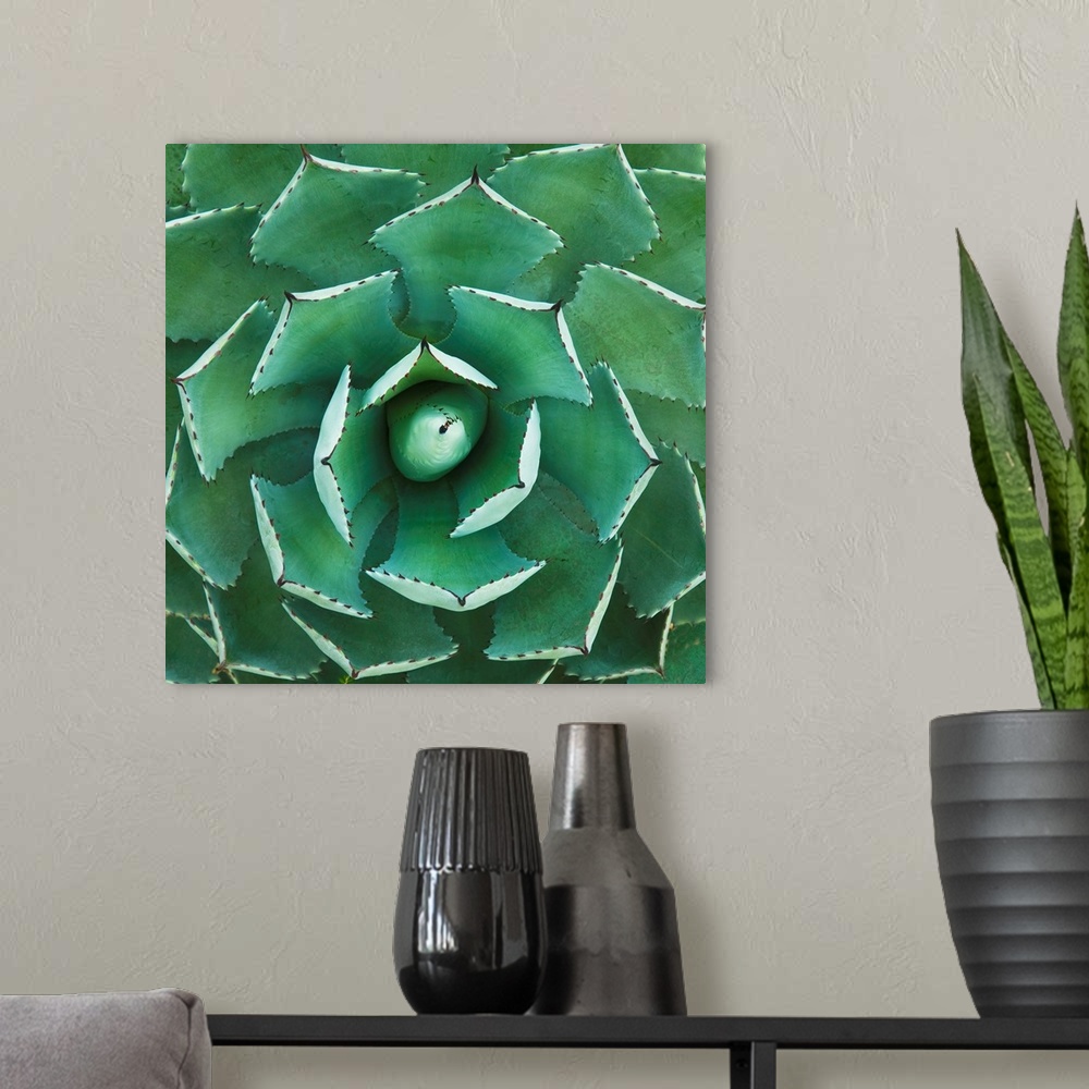 A modern room featuring Cactus