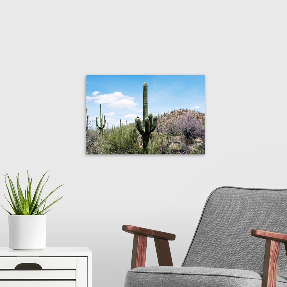A modern room featuring Cactus, Sonoran Desert, Arizona