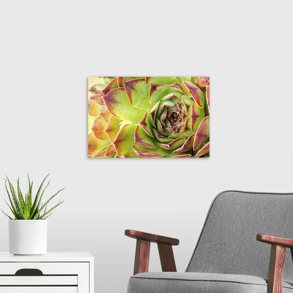 A modern room featuring Close up of hen and chick or crassulaceae succulent flower.
