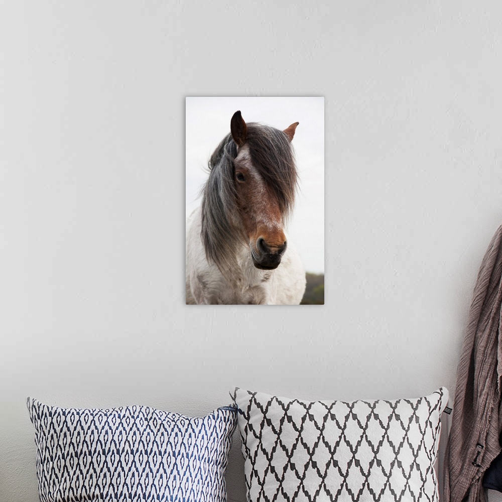 A bohemian room featuring Close-Up View Of Two-Colored Pony With Lush Mane