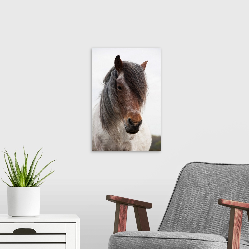 A modern room featuring Close-Up View Of Two-Colored Pony With Lush Mane